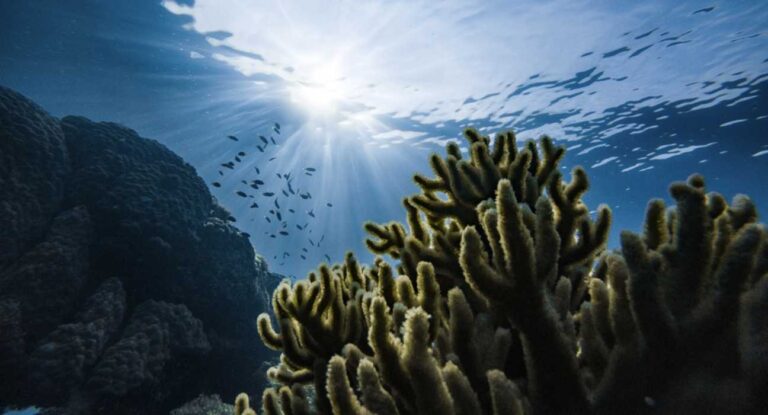 Investment Trends Shaping the Future of Ocean Conservation